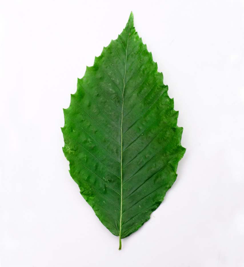 Identifying 13 Common Native Michigan Trees; Featuring Autumn Colors