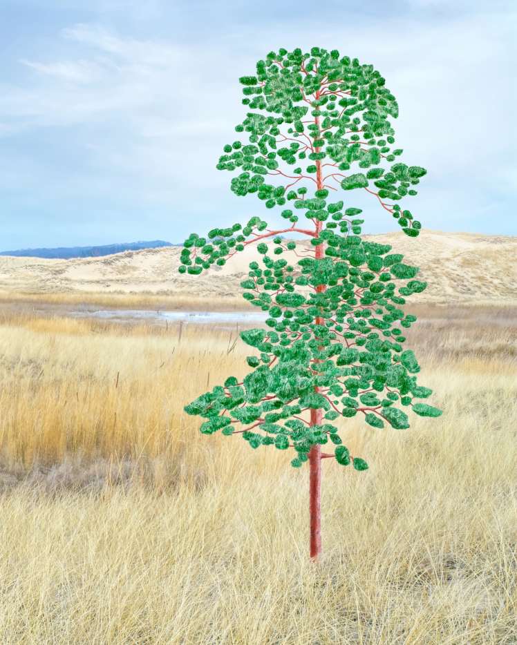 5 Most Common Pines of Michigan HubPages