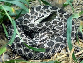 midwest sistrurus catenatus venomous massasauga exist rattlesnake