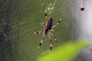 Araña tejedora de seda dorada-araña tejedora (Nephila clavipes) hembra, Jamaica. Estas arañas miden normalmente tres pulgadas de ancho.