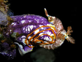 Nembrotha lineolata