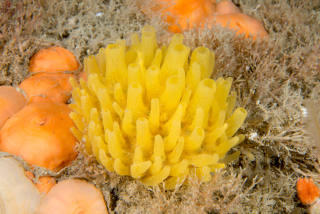  Polymastia（ポリマスティア boletiformis