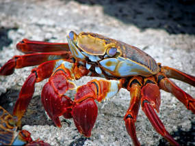 Crab neidentificat din Pexels