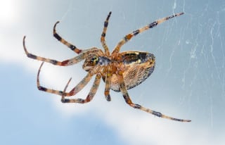 Araneus diadematus