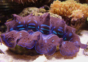 Tridacna maxima