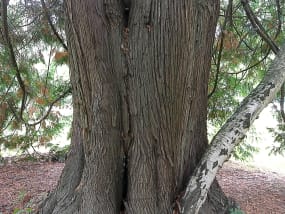 Bark av den vestlige røde cedar