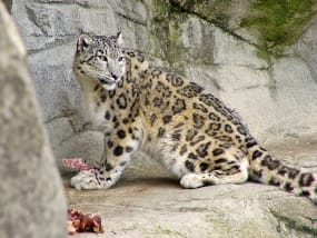 sneeuwluipaard van de dierentuin van Zürich die wat vlees eet.