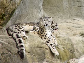 facts-about-snow-leopards