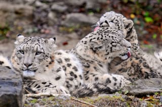 facts-about-snow-leopards