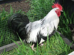 komea hopeanharmaa Dorking Cockerel