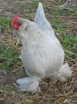 注意のために実行されているラベンダー d'uccleプルレット'Uccle Pullet Running up for Attention