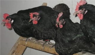 Heavy Black Penedesenca Pullets