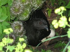 Broody Black Sumatra