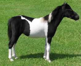 Cheval miniature