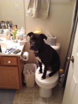 Dakota beschließt, auf der Toilette herumzuhängen.