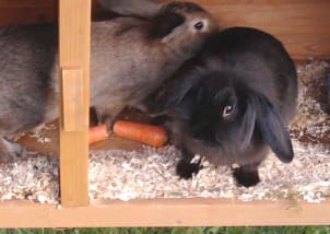 Cocoa met Pebbles als ze vijf maanden oud zijn