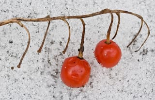 Lelietje-van-dalen (bes)