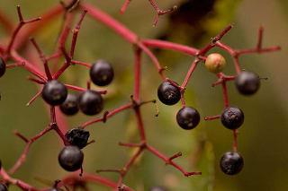 Elderberry