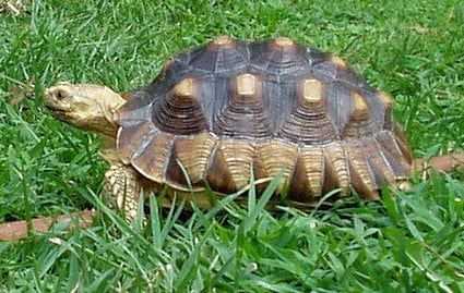 Pyramiding in Tortoises- Causes and Prevention - HubPages