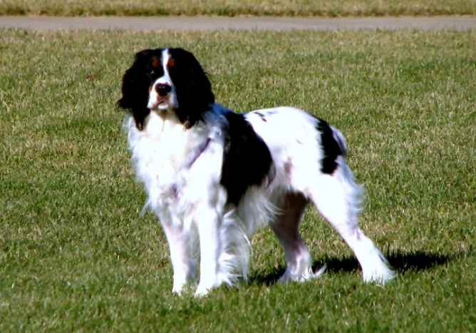 chinese lantern plant poisonous to dogs