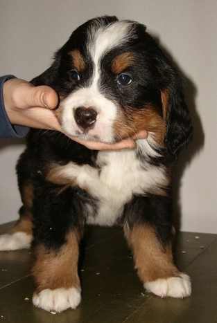 bernese mountain dog paws