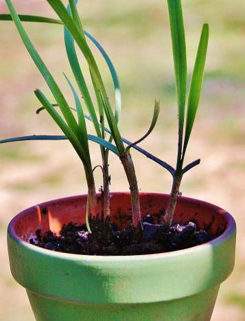 Propagating Chives by Division - HubPages