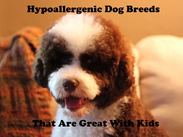 calm dog breeds hypoallergenic