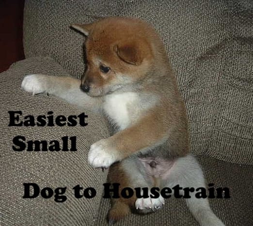 small house trained dogs for sale
