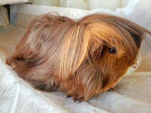peruvian guinea pig near me