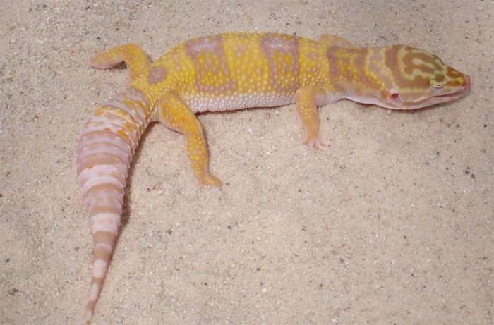 my cat ate my leopard gecko