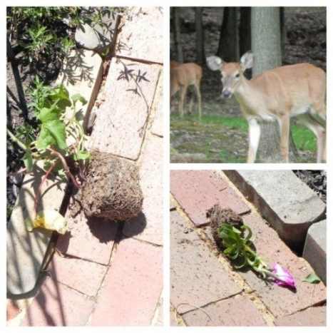 Can Mothballs Get Rid Of Deer
