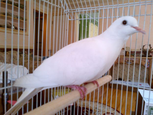 pet doves for sale