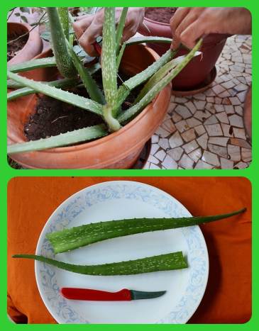 How to Make Pure Aloe Vera Gel at Home - HubPages