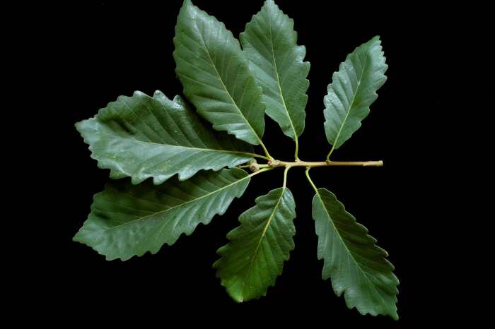 Common Types Of Oak Trees With Bark Photos For Identification Owlcation Education