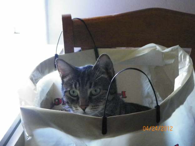 What Does Your Kitty Looks Like A Flat Tire Mean