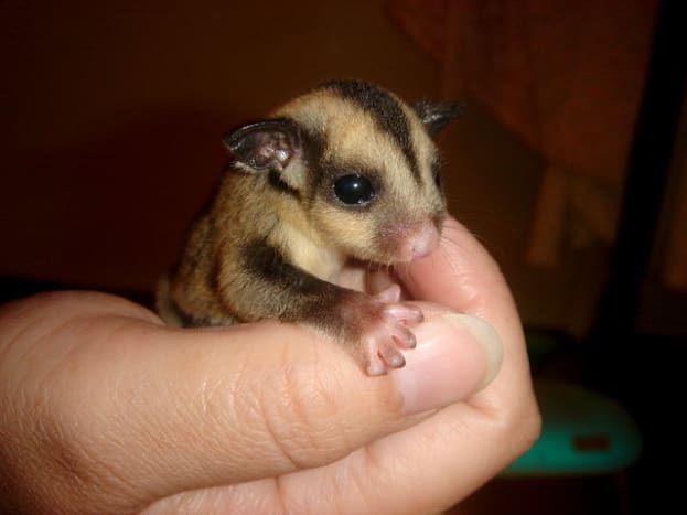best small exotic pets