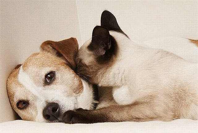 large dog breeds good with cats