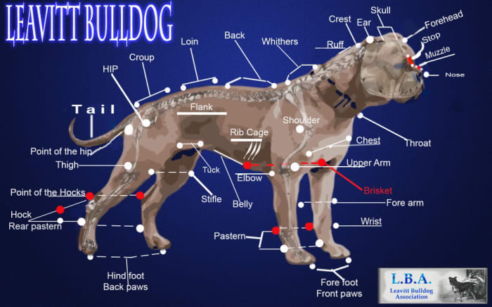 leavitt olde english bulldogge breeders