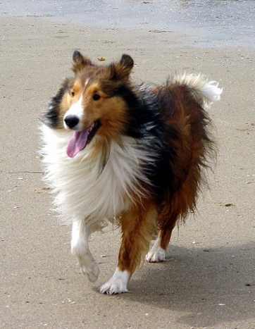 a miniature collie