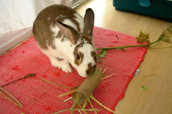 things to keep rabbits entertained
