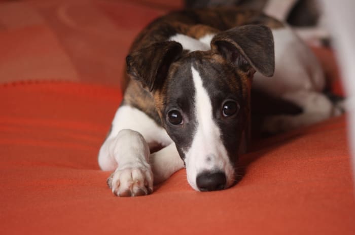 Whippets are clean and quiet dogs and sleep for much of the day.