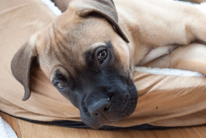 Bullmastiffs may look tough but they are sensitive and sweet.