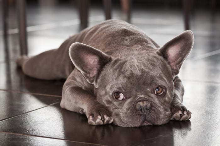 With nothing better to do, your Frenchie might choose to take a nap.