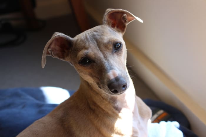 Greyhounds like to sleep on soft couches.