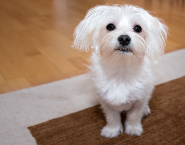 Maltese learn to climb up on furniture early.