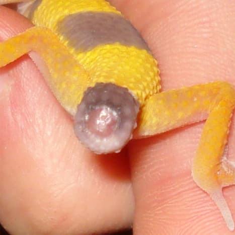 What to Do If a Leopard Gecko Drops Its Tail - PetHelpful - By fellow ...