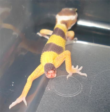 What To Do If A Leopard Gecko Drops Its Tail Pethelpful