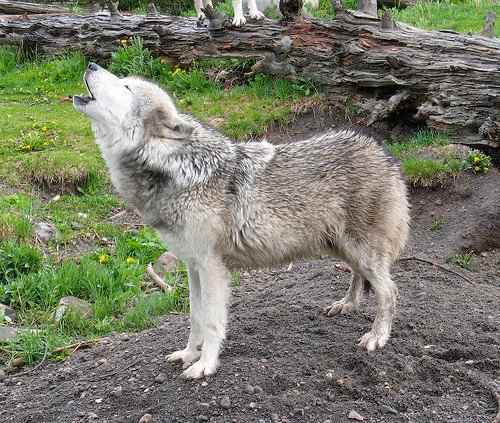 alaskan timber wolf dog