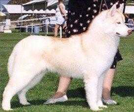 husky siberiano white