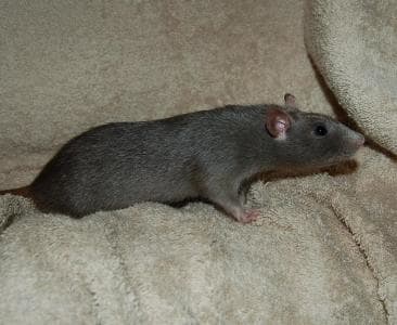 Fancy Rat Varieties Fur Color Eye Color Coat Type And Markings Pethelpful By Fellow Animal Lovers And Experts
